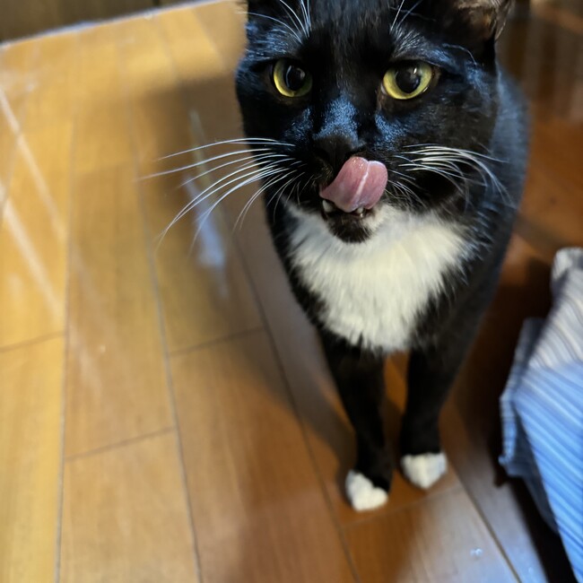 ようなし99のカバー写真