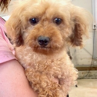 ★シニアにチャンスを★ノーバ★トイプー★