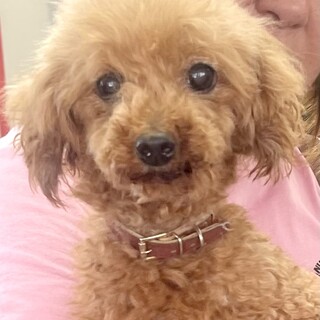 ★シニアにチャンスを★キロ★トイプー★