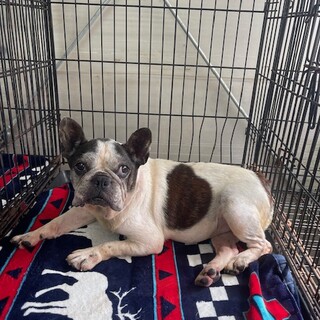 ★シニアにチャンスを★ナイア★フレブル★