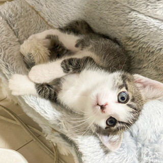 募集停止キジ白の男の子⭐️サバオ