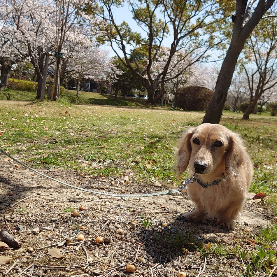 しんのすけのカバー写真