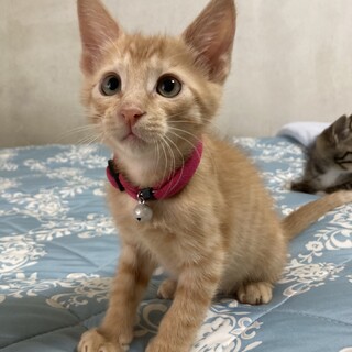 わんぱくっこ茶トラが大好きな方へ♡　かしわくん