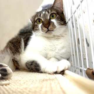 【ファム】大音量ゴロゴロが可愛いキジ白の女の子