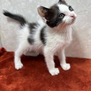 添え寝する甘えん坊！仕草が可愛い❤はっちゃん