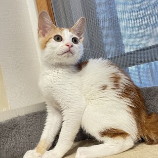 ぴこぴこ尻尾★京也★びびりの遊び好き