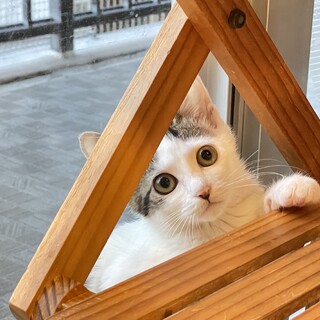  はにかみやさん★菜月★骨折痕あり