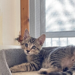 遊び好き★デレク★ボール好き