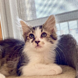 ふわふわ★メレディス★活発