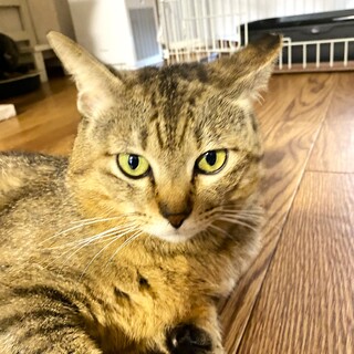 10歳の凛々しいキジ丸くん！