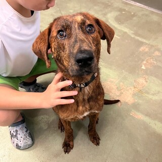 家族として迎えてください