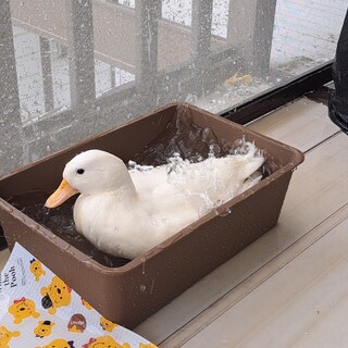 コールダック2匹可愛いがってくれる方(ﾉ≧▽≦)ﾉ