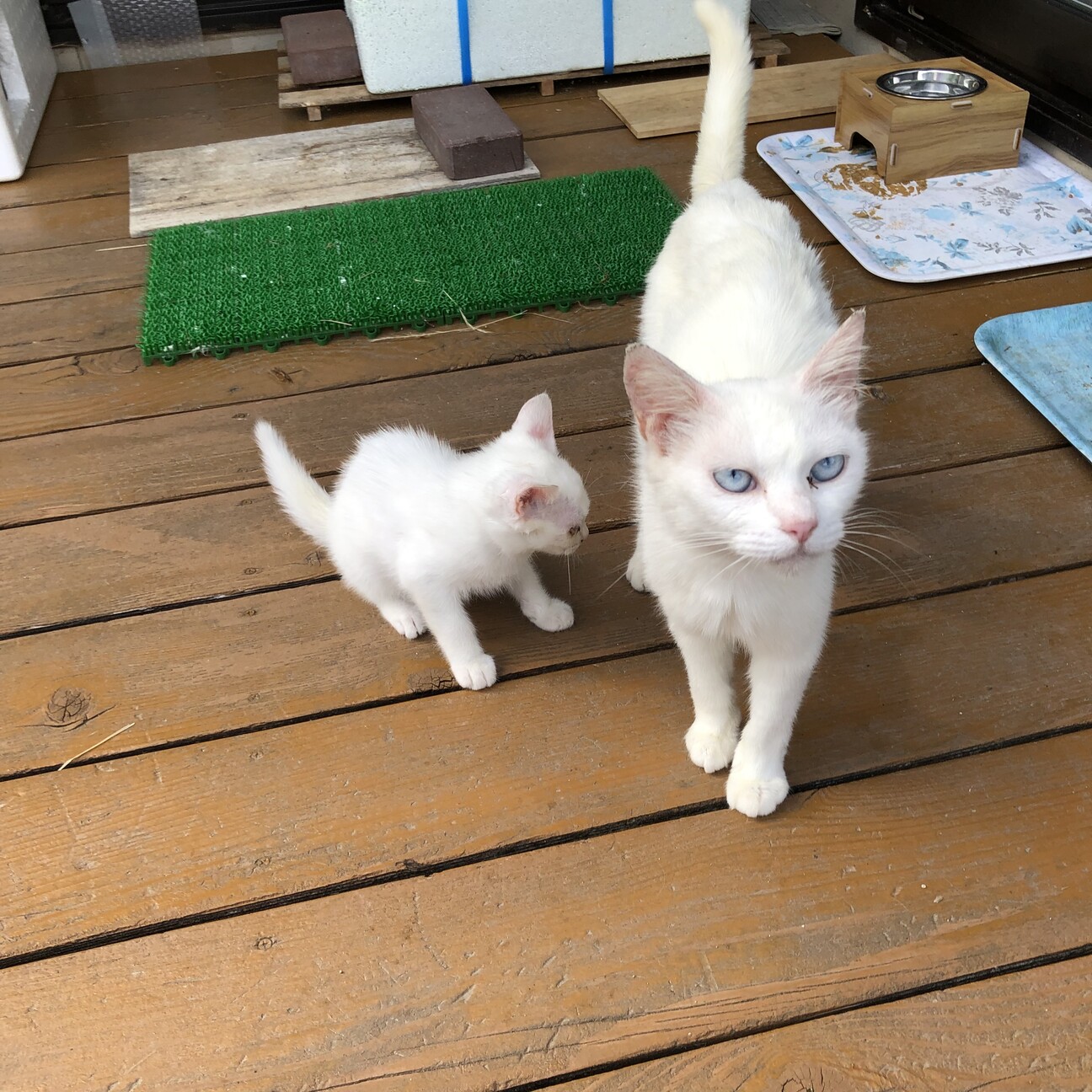 仲良し白猫親子一緒で里親...」福島県 - 猫の里親募集(492372) 3枚目の 