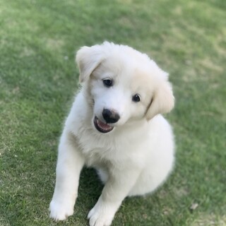 クリーム　女の子