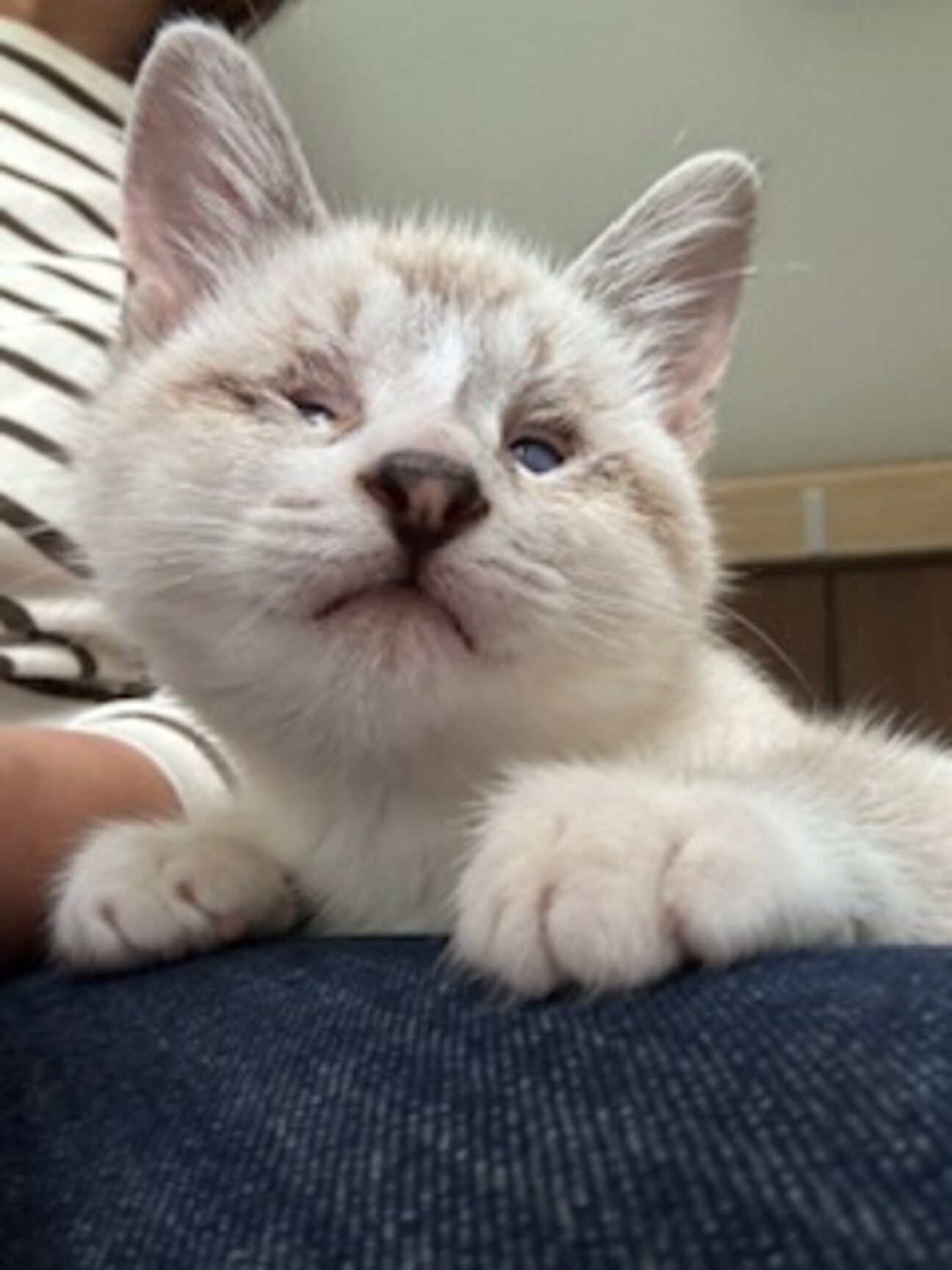 陽キャ猫、つぶらな瞳がチャームポイントみるきー サムネイル1