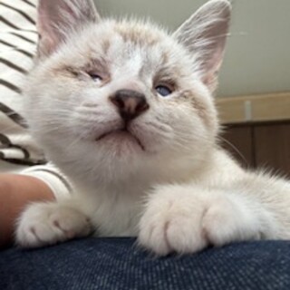 陽キャ猫、つぶらな瞳がチャームポイントみるきー