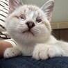 陽キャ猫、つぶらな瞳がチャームポイントみるきー サムネイル1