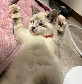 陽キャ猫、つぶらな瞳がチャームポイントみるきー サムネイル2