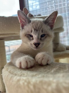 陽キャ猫、つぶらな瞳がチャームポイントみるきー サムネイル3