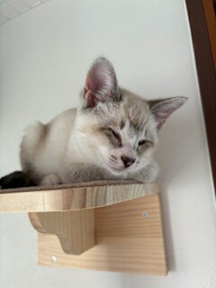 陽キャ猫、つぶらな瞳がチャームポイントみるきー サムネイル4