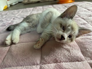 陽キャ猫、つぶらな瞳がチャームポイントみるきー サムネイル5