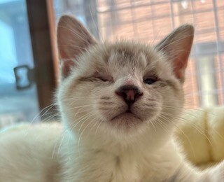 陽キャ猫、つぶらな瞳がチャームポイントみるきー サムネイル6