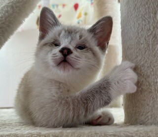 陽キャ猫、つぶらな瞳がチャームポイントみるきー サムネイル7