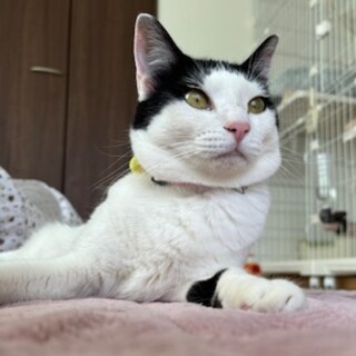 ちょっとおっちょこちょい。人が大好きルシア