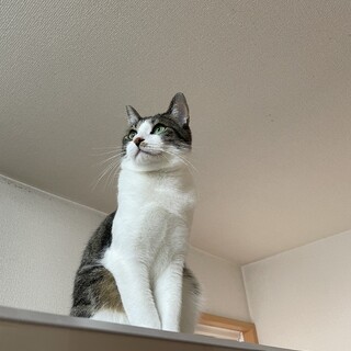 2歳のオス猫です