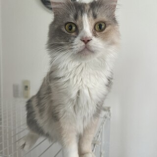 ★足長マンチカンの女の子★血統書付き★