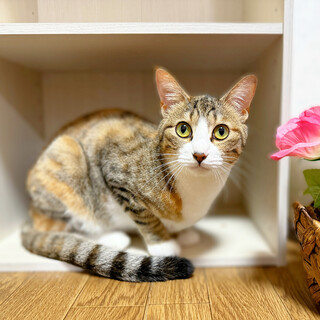 DIY大好き！美猫しじみちゃん♪ 工具泥棒の素顔♡