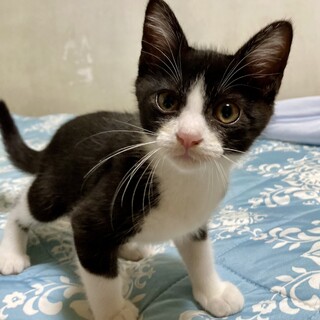 慣れてるハチワレなハンサムボーイ♪　空くん