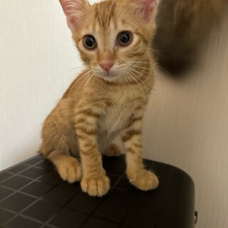 素敵な家族に迎えていただきました