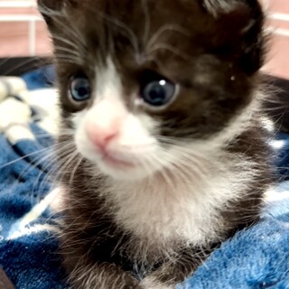 可愛いく育ったハチワレと黒猫4姉妹