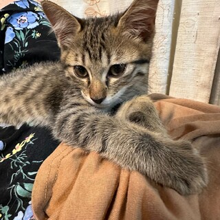 素敵な家族に迎えていただけました♡かりん