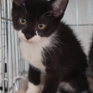 いつか里親さんが迎えにくるよね♡ “いつか”君