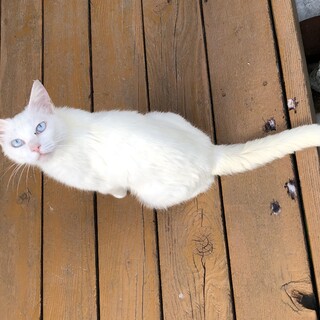 仲良し白猫親子一緒で里親さん募集　母猫の方です