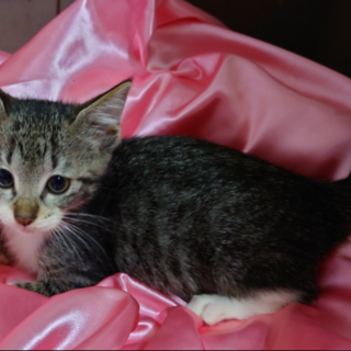 わたしとお話ししませんか？ “しま”ちゃん