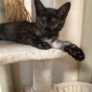 すてきな家族が見つかりました