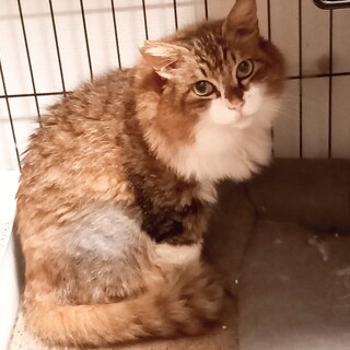 ゴージャス！おっとり長毛♥プリンス宇野くん