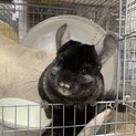 【里親さん決まりました】チンチラ　ブラックエボニー