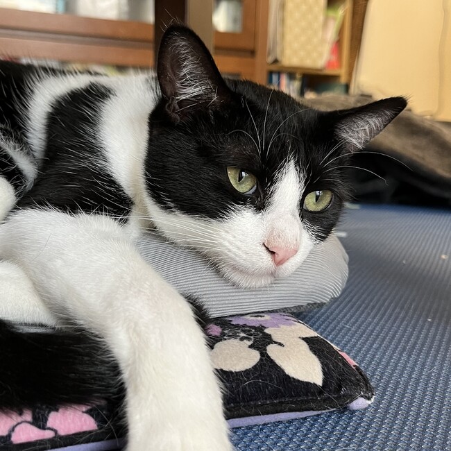 さかなのおなかのカバー写真