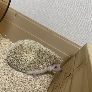 ハリネズミさん里親募集