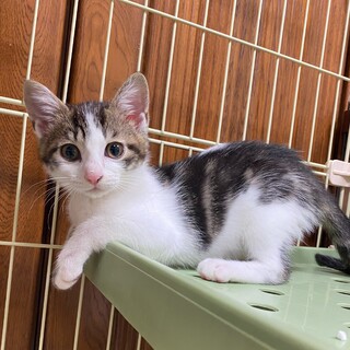 三毛猫の女の子　シルク