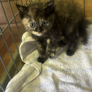 子猫の里親さん募集（キジ猫雄は交渉済みです）