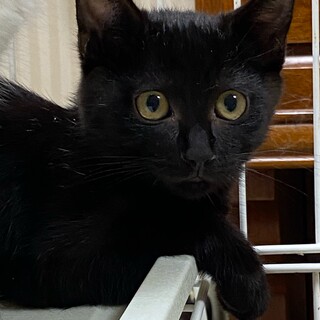 黒猫の女の子　セクアナ