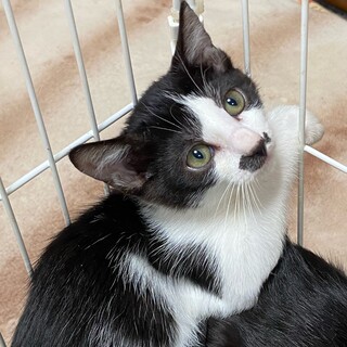 ハチワレの女の子　ペリ