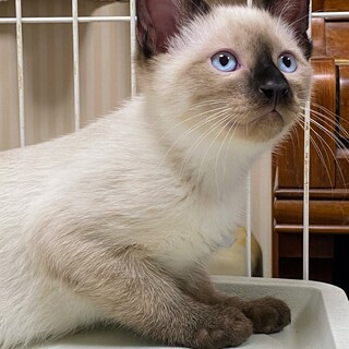 シャムに似た男の子　エルフ