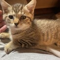 06/21に保護した子猫の里親募集です 