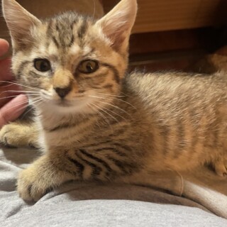 06/21に保護した子猫の里親募集です 